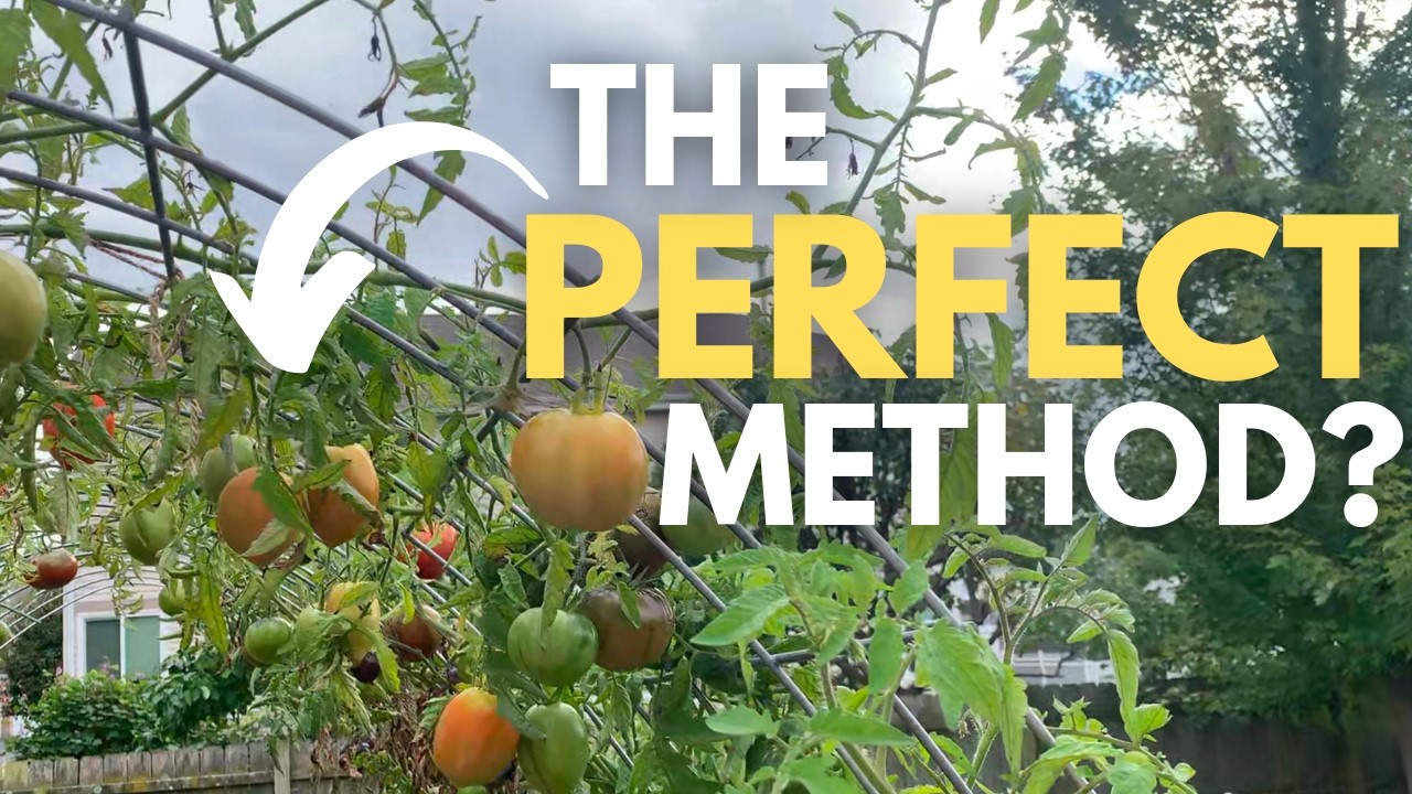 Grow MORE Tomatoes In Way Less Space