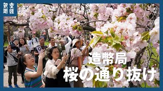 造幣局「桜の通り抜け」始まる　大阪