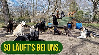 Einblicke In Unsere Hundegruppe. Vlog
