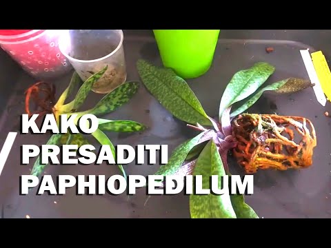 Video: Što su orhideje Paphiopedilum - Kako uzgajati biljku orhideje Paphiopedilum