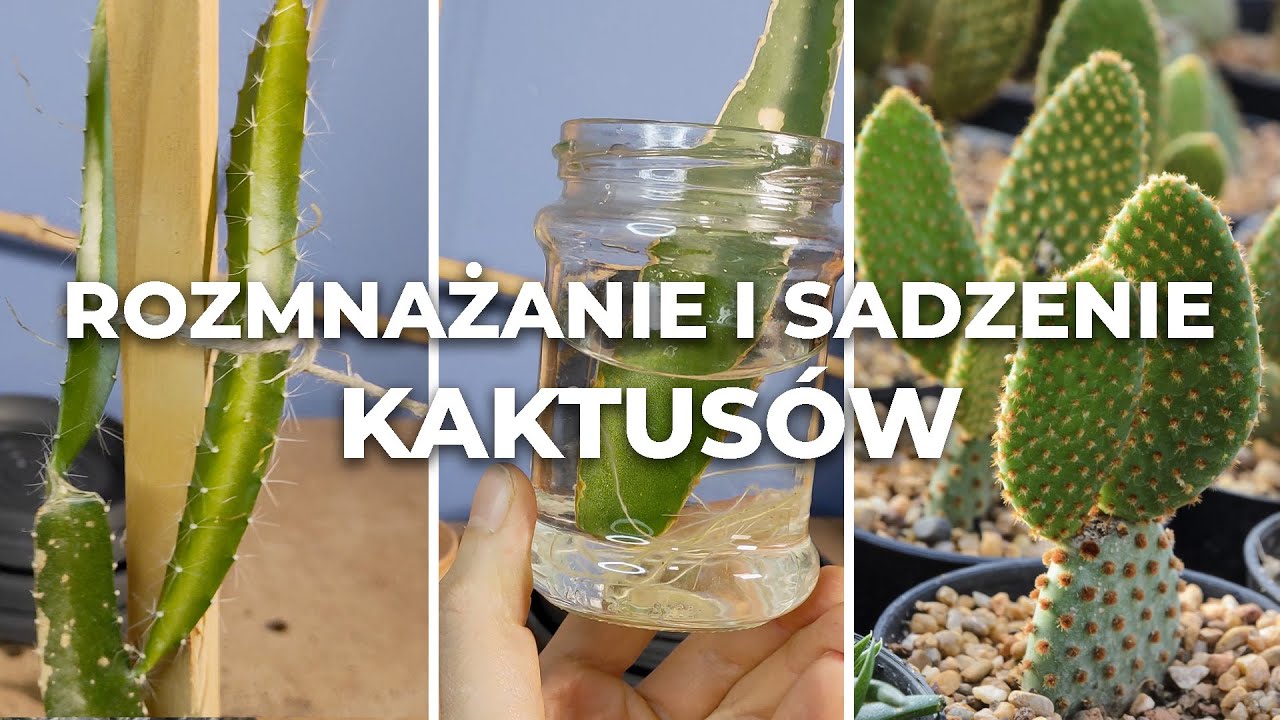 Kaktus i aloes - uprawa i rozmnaanie domowych rolin