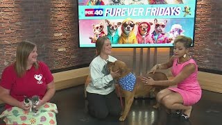 Furever Fridays with Stockton Animal Shelter