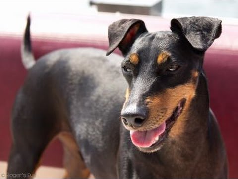 Manchester Terrier - Razas de Perro Manchester Terrier. Origen, Características, Alimentación, Cuidados Y Curiosidades