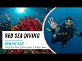 Red Sea diving at its best 🐠🐟 What can you see underwater while diving in Sharm El Sheikh