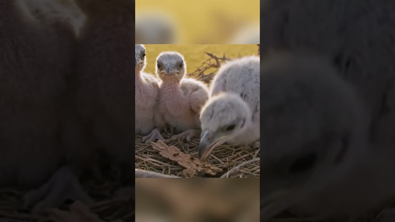 Secretary Bird: The 150-Day Survival Journey | Full Life Cycle Documentary