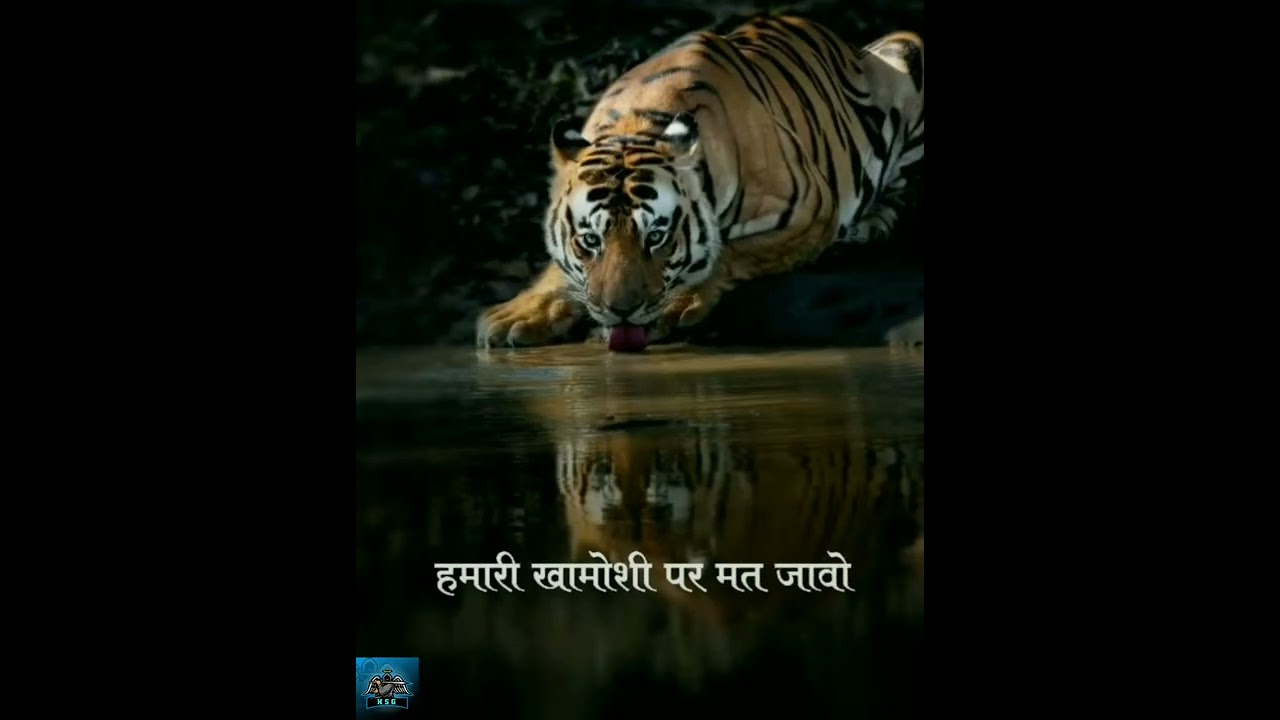ATTITUDE DIALOGUE TIGER STATUS