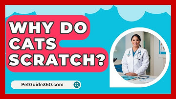 Why Do Cats Scratch? - PetGuide360.com