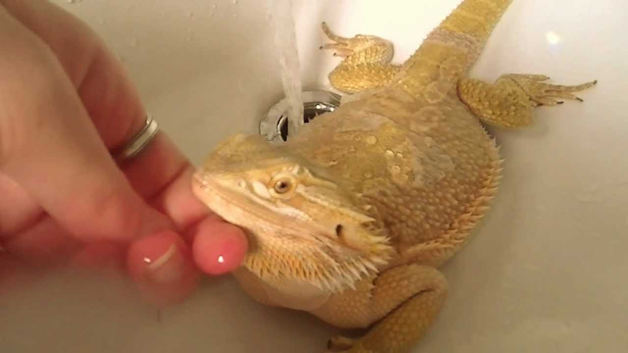 How to help a Bearded Dragon shed- Awesome Video of my ...