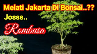 Bonsai Melati Jakarta