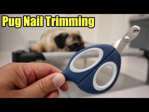 Pug Nail Clipping - YouTube