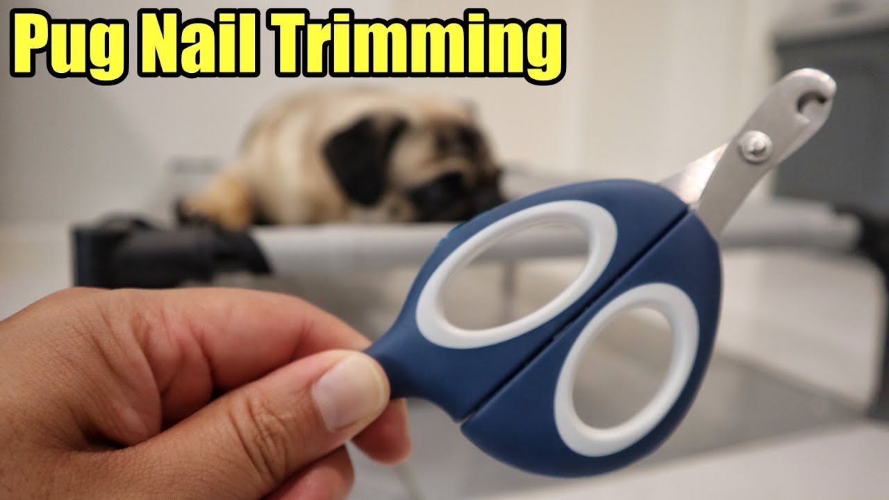 How To Cut Pugs Nails