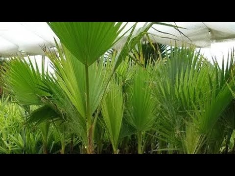 Video: Karton palma parvarishi - Zamia palmalarini qanday etishtirish kerak