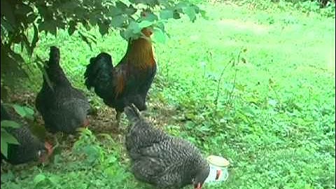 Big Cock Movie-YouTube sharing.mov