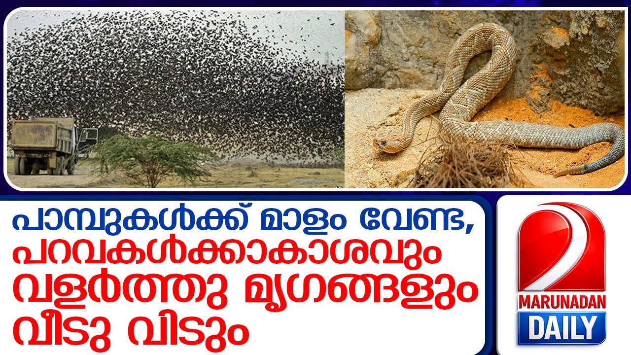 പ്രവചന 'സിംഹ'ങ്ങളായി ഭൂമിയിലെ ജീവികൾ മാറുമ്പോൾ  I   animals predict natural disasters