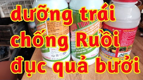 hạn chế khô múi trái bưởi phòng chống Ruồi vàng đục trái phì bóng tròn quả bưởi 023 26