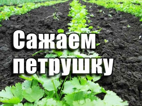 ПЕТРУШКА как посадить петрушку на даче