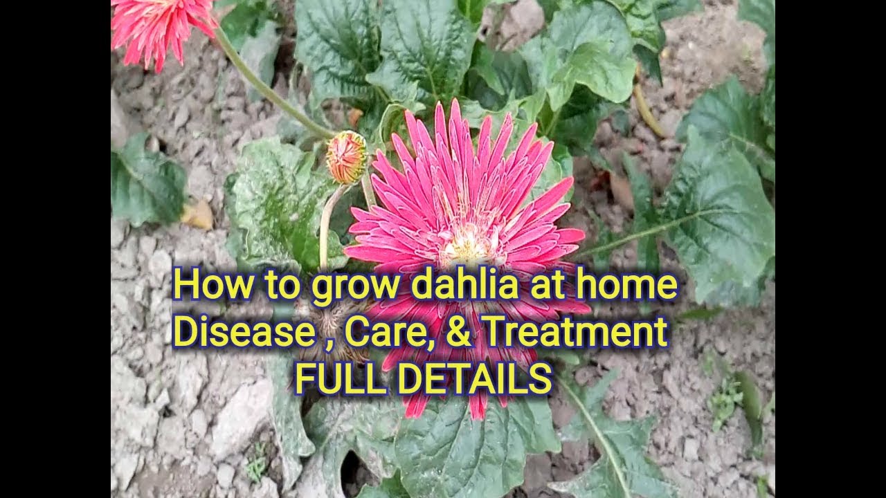 How to grow dahlia flower at home, dahlia plant disease care and treatment YouTube