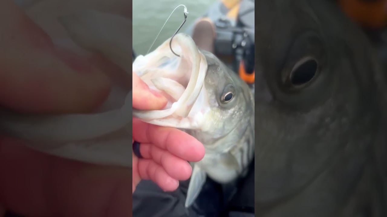 Striper Fishing with Live Spot