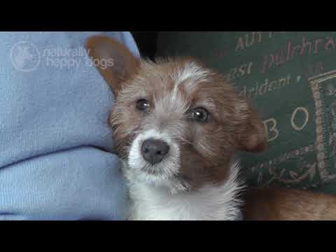 Video: Antisipasi Duka: Pra-Berduka Kehilangan Anjing Anda