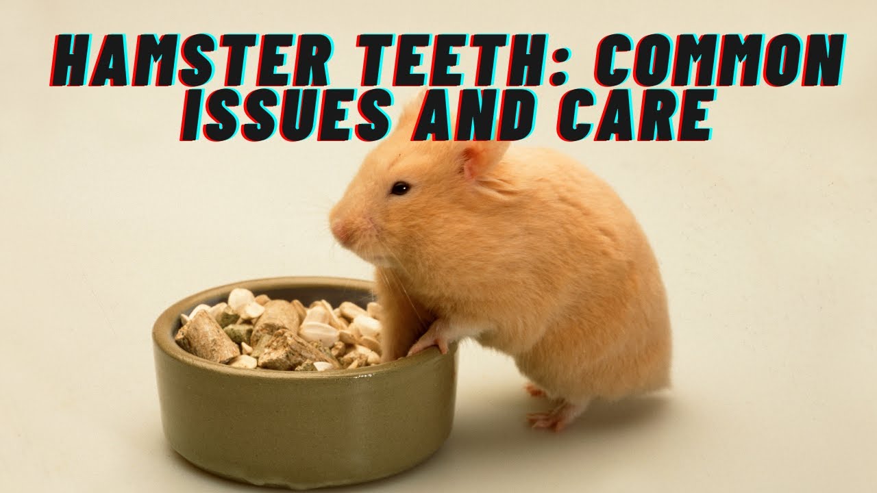 Hamster teeth: Common issues and care