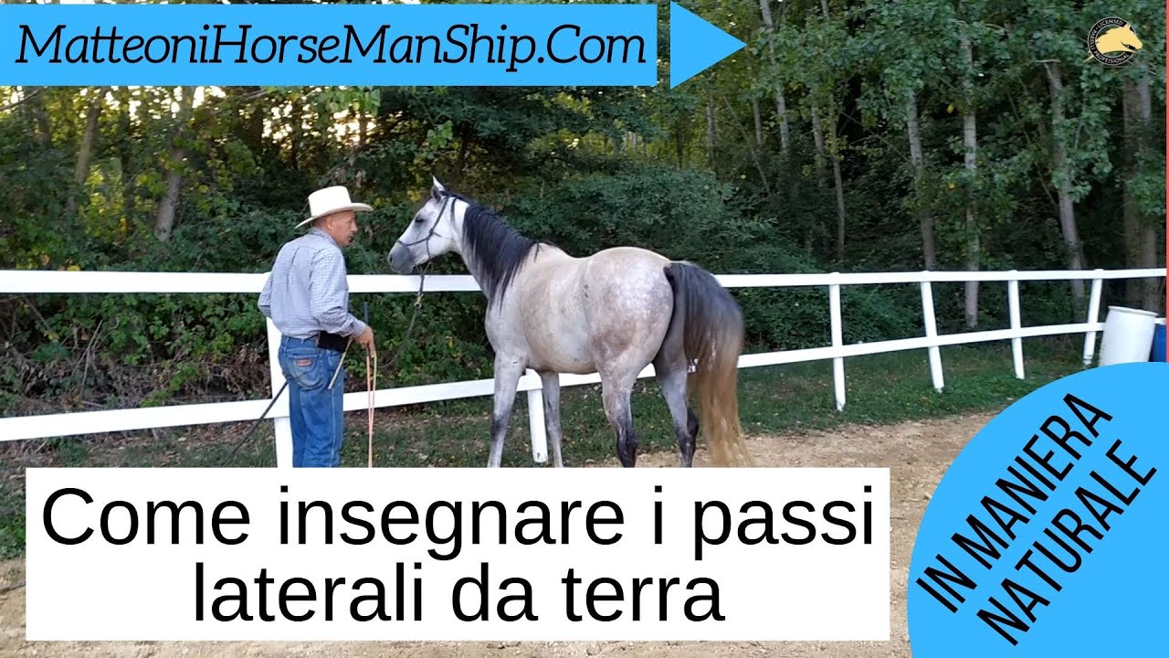 Come insegnare ad un cavallo i passi laterali da terra