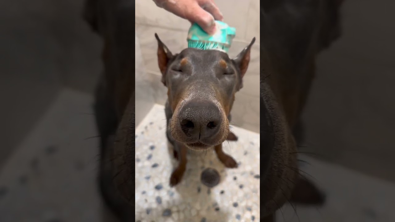 Do you think Atlas enjoyed it? 🧼🐾💙