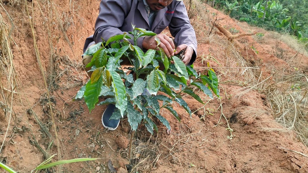 Почему выращивание кофе по одному стеблю? // Когда начинать обрезку? // И как это делать. #садово...