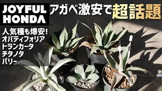 アガベ激安で買うならココ一択！ジョイフル本田での戦利品を紹介！攻略法をお話しします。