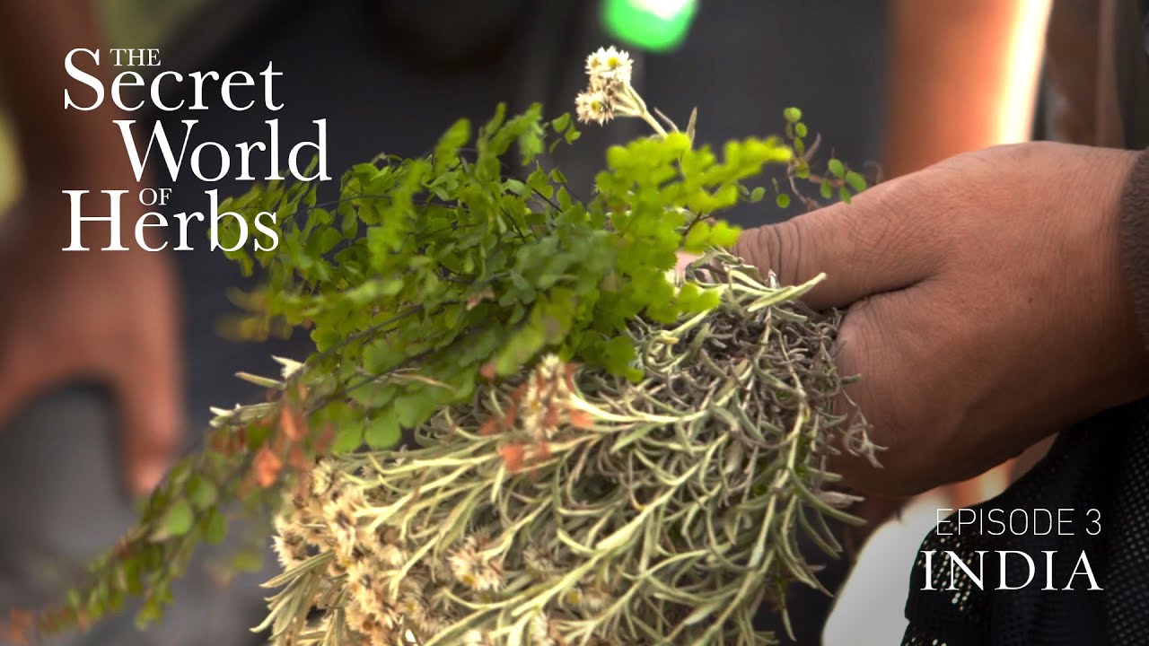 The Secret World of Herbs: In India (Episode 3) |  Epoch Cinema