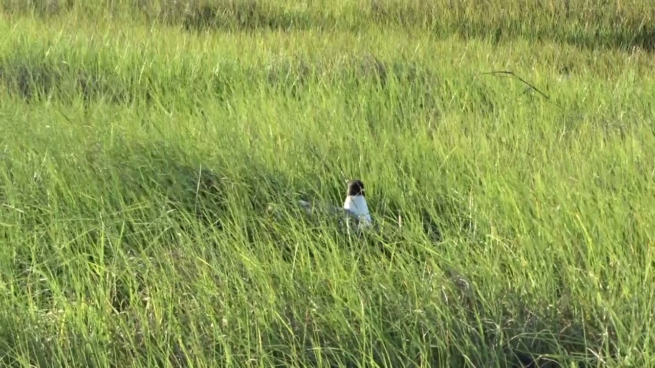 Birding By Boat on the Osprey 2021
