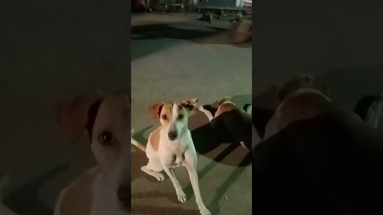 kutte ke pille Ki Awaaz 