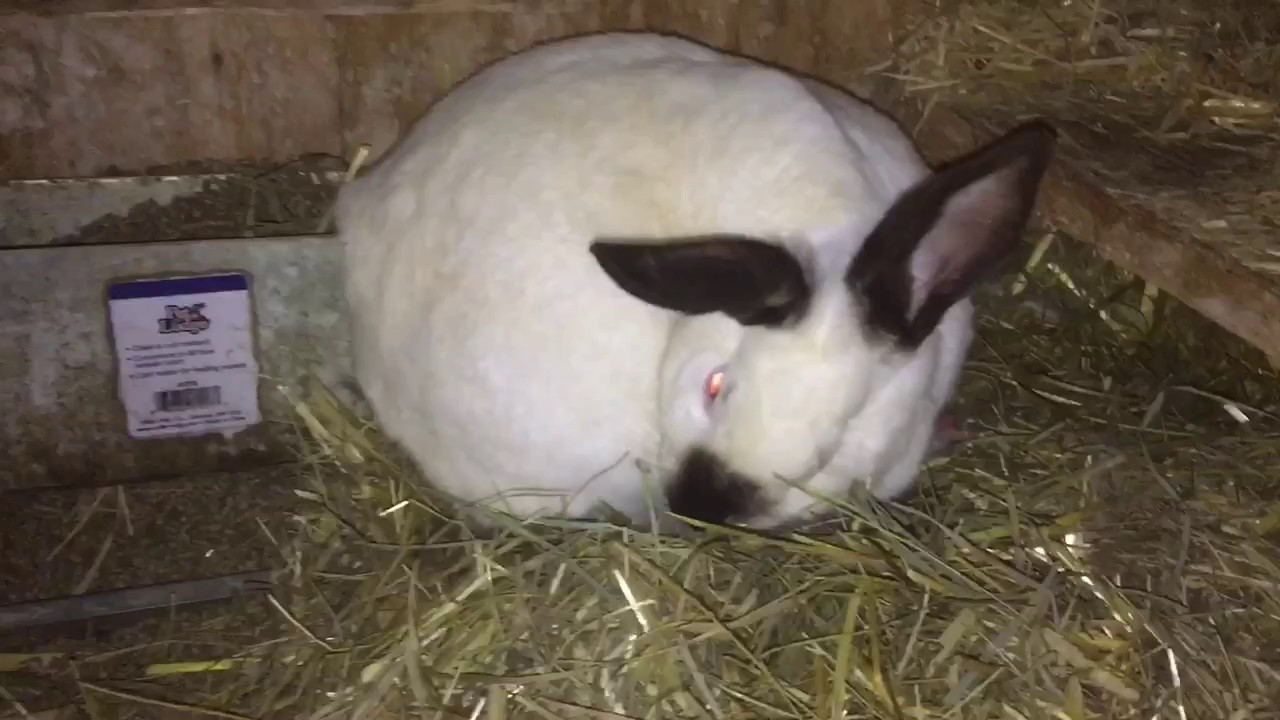 My rabbit nursing her kits YouTube