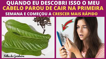 Como usar avenca para queda de cabelo?
