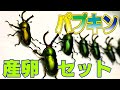 パプアキンイロクワガタ（パプキン）解説と産卵セット