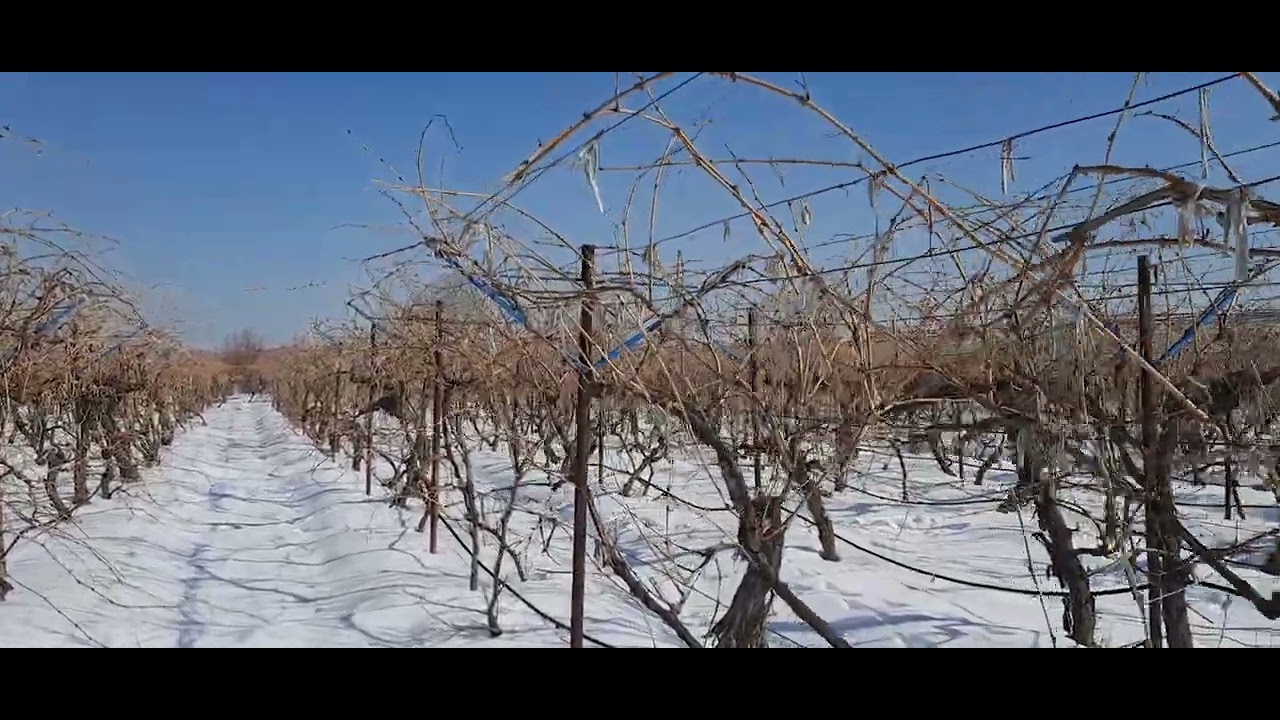 grape orchard at winter  