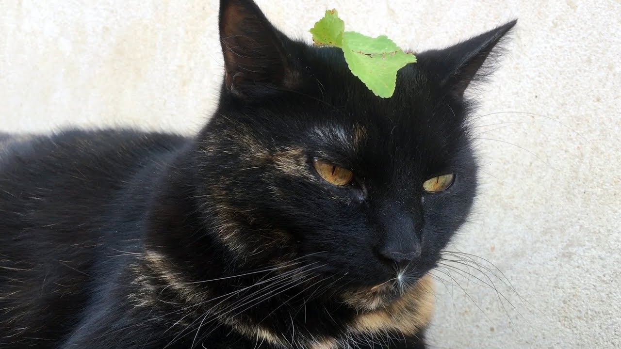 Cat With A Leaf On Its Head YouTube