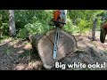 Dropping huge white oaks with a stihl 400