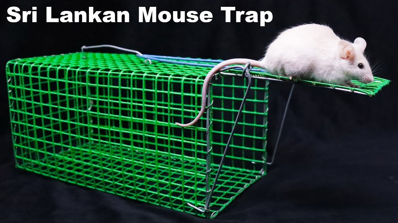 Best Cage Style Trap I have Ever Seen - Black+Decker Trap Catches Rats &  Squirrels. Mousetrap Monday 