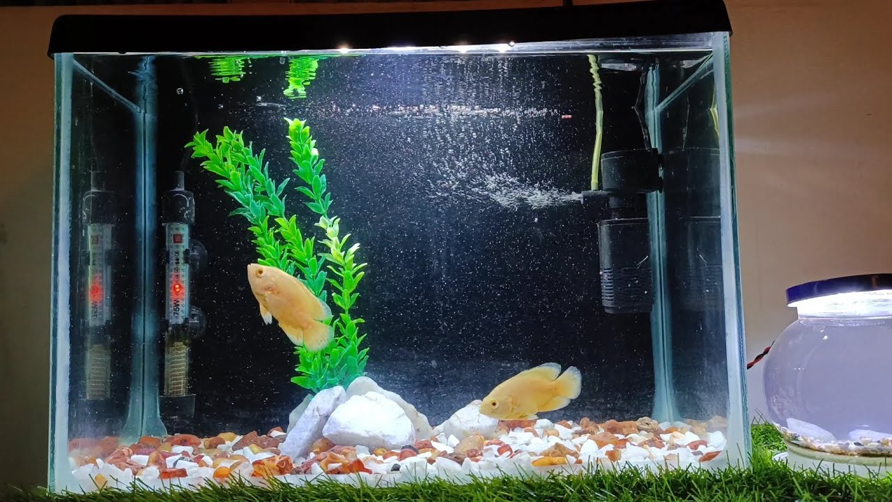 THE OSCAR AQUARIUM My Oscar Fish Tank oscarfish oscars fish the-oscar-aquarium-my-oscar-fish-tank-oscarfish-oscars-fish