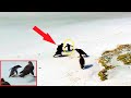 Sokolí hejno zaútočilo na malého tučňáčka! Neuvěříte, kdo mu přispěchal na pomoc!
