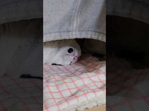 2026. 1. 24 둥이의 복점♡ #고양이 #cat #반려묘