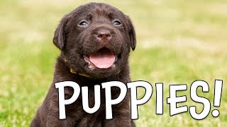Puppy Facts for Kids!