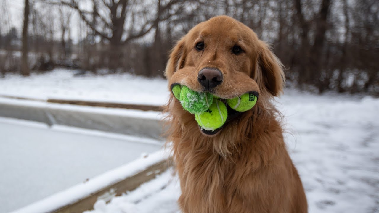 Golden Retriever que puede meterse 6 pelotas de tenis en la boca rompe récord mundial de