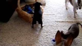 Wyoming Ratcha Puppies