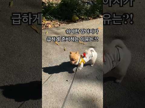 쉬야한 강아지가 급하게 준비하는 이유는?! #kpop #포메라니안 #포메 #하이라이트 #body #귀여운 #웃긴영상 #추천 #인기급상승