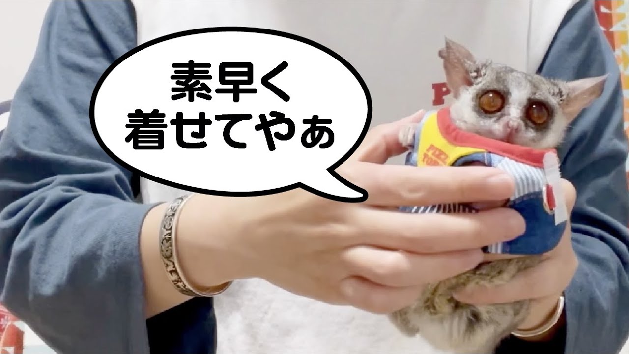 猿にハーネスを着せるコツ / Pizzatoru the Bushbaby / ショウガラゴの