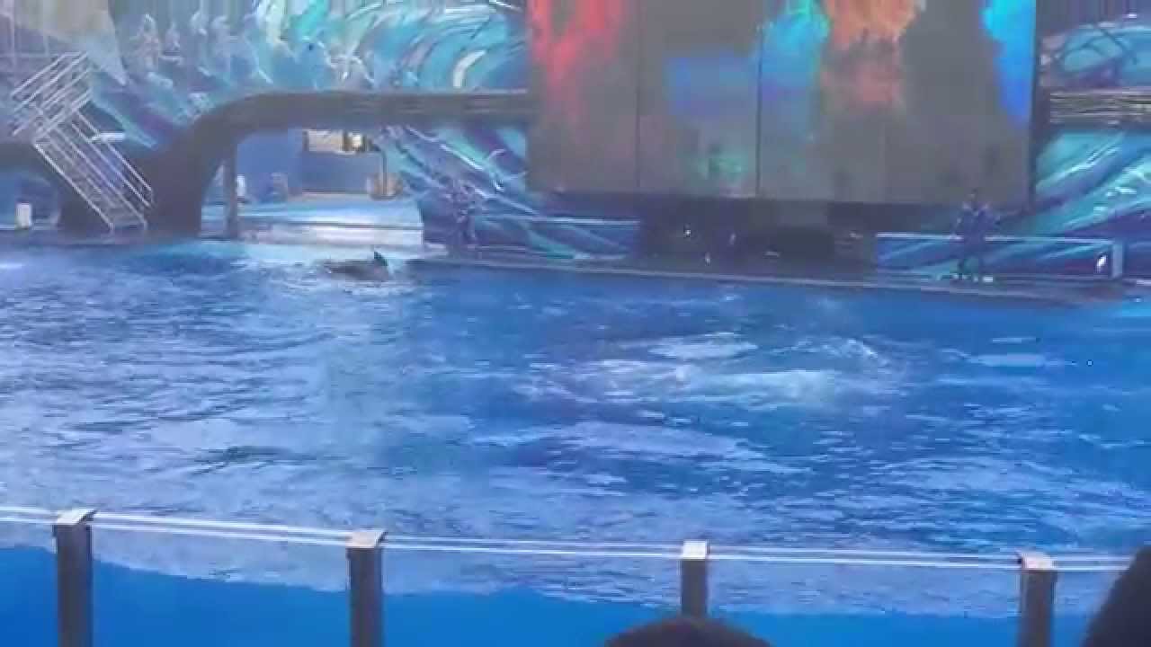 Shamu Show at SeaWorld Orlando 2015 in shamu stadium - YouTube