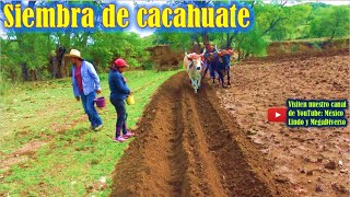 Asi se SIEMBRA el CACAHUATE 🥔🥜en mi Pueblito de la Mixteca Oaxaca