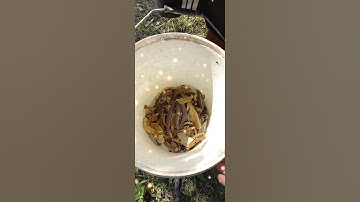 câu rắn mối " thành quả như mông đợi"