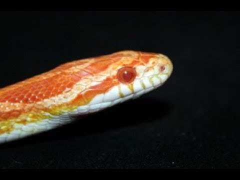 42000 Curious Corn Snake